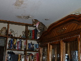 Dorkathon 4 - Cats - 4.jpg